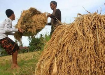 Petani saat memanen padi. (Dok. Media Indonesia)