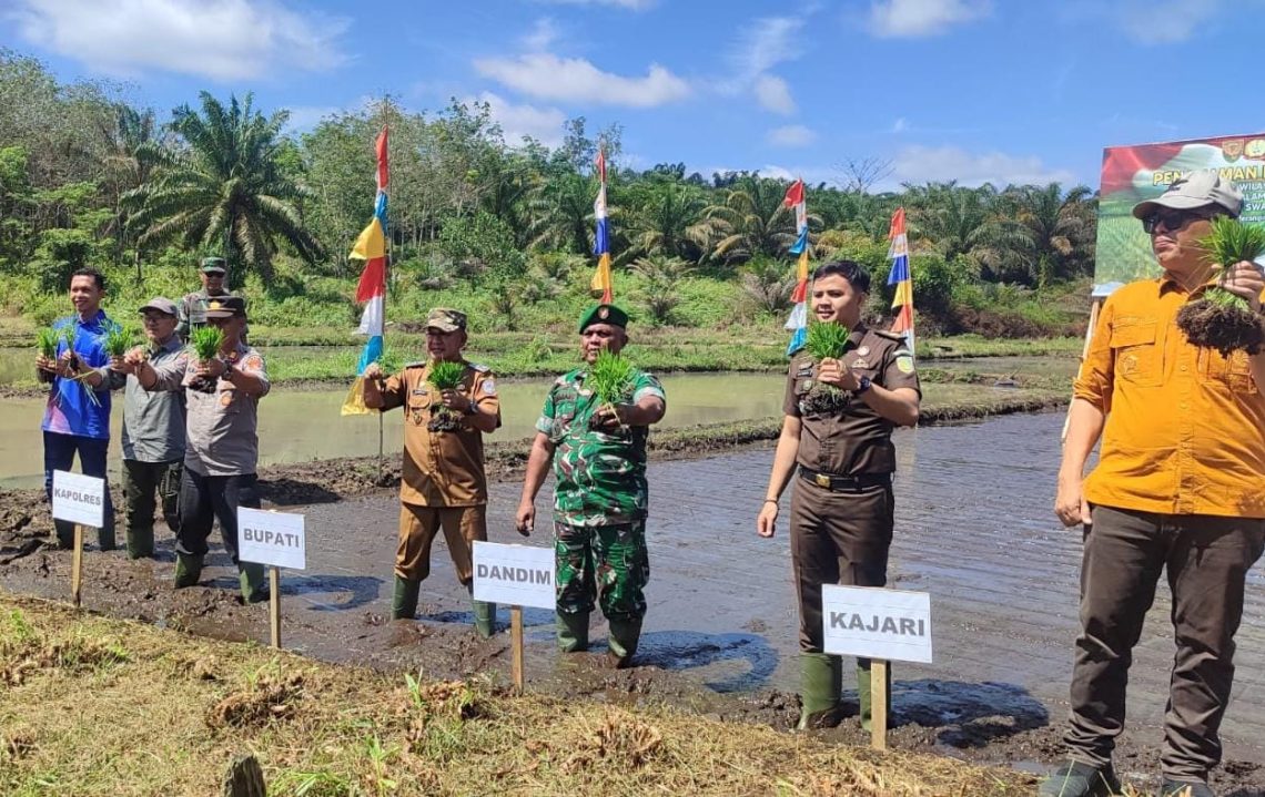 Bupati merangin H M Syukur bersama Forkopimda saat penanaman padi di Desa Tambang Emas, Kecamatan Pamenang Selatan, Kabupaten Merangin,