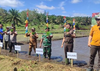 Bupati merangin H M Syukur bersama Forkopimda saat penanaman padi di Desa Tambang Emas, Kecamatan Pamenang Selatan, Kabupaten Merangin,