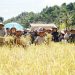 Gubernur Jambi Al Haris saat panen raya bersama forkopimda Kerinci. Dok: (Istimewa)