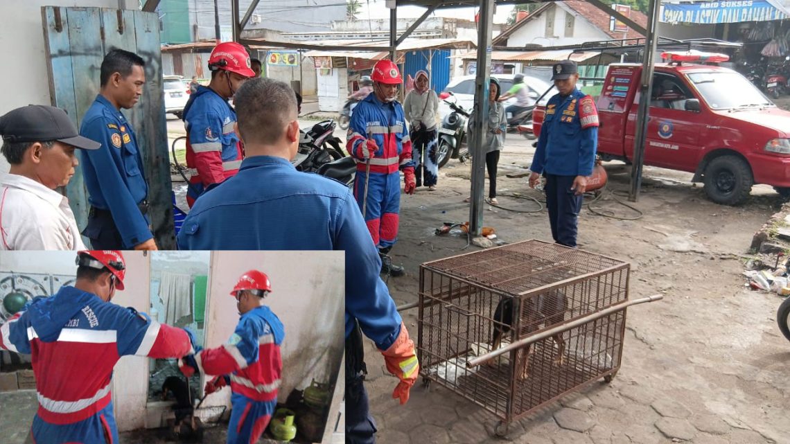 Petugas Damkar Kota Jambi mengevakuasi seekor anjing liar yang terluka di rumah warga di Jalan Abdul Muis, Jerambah Bolong, Selasa (18/11/2025). (Dok: Rudi)