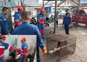 Petugas Damkar Kota Jambi mengevakuasi seekor anjing liar yang terluka di rumah warga di Jalan Abdul Muis, Jerambah Bolong, Selasa (18/11/2025). (Dok: Rudi)