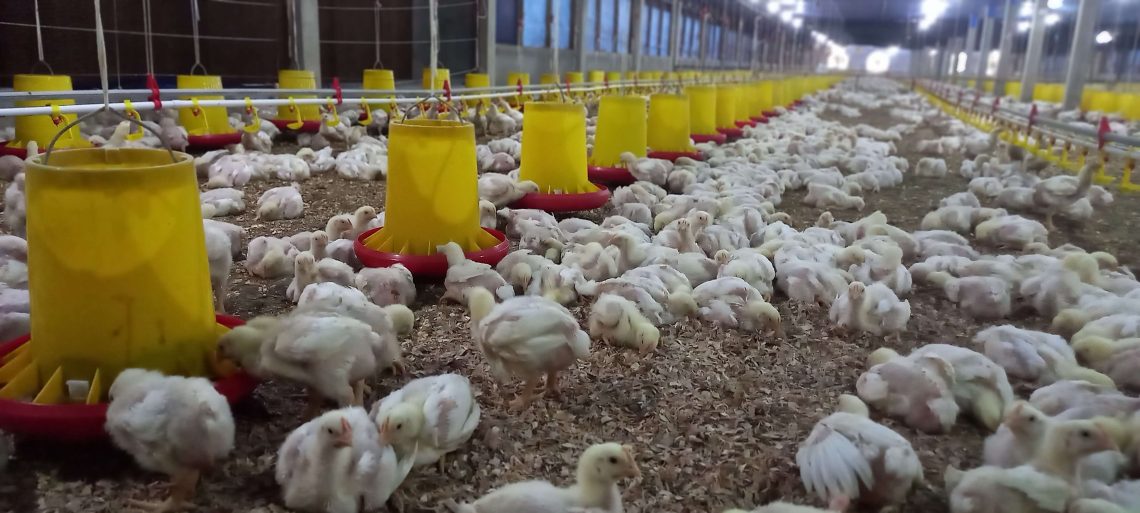 Pedagang melayani pembeli daging ayam potong di Pasar Angso Duo, Kota Jambi. Menjelang Natal dan Tahun Baru 2026, harga ayam potong tercatat naik hingga Rp40 ribu per kilogram. (Dok: Alpin)