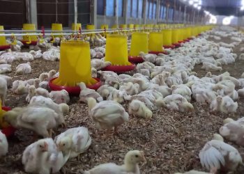 Pedagang melayani pembeli daging ayam potong di Pasar Angso Duo, Kota Jambi. Menjelang Natal dan Tahun Baru 2026, harga ayam potong tercatat naik hingga Rp40 ribu per kilogram. (Dok: Alpin)
