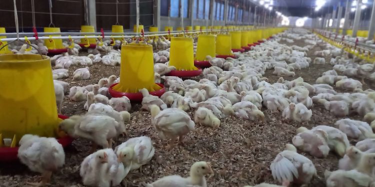 Pedagang melayani pembeli daging ayam potong di Pasar Angso Duo, Kota Jambi. Menjelang Natal dan Tahun Baru 2026, harga ayam potong tercatat naik hingga Rp40 ribu per kilogram. (Dok: Alpin)