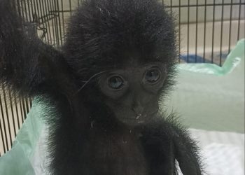 siamang yang berhasil diamankan dari tangan pelaku. (Dok: Istimewa)