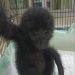 siamang yang berhasil diamankan dari tangan pelaku. (Dok: Istimewa)