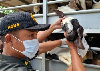 Petugas Karantina Jambi melakukan pemeriksaan dan pengawasan lalu lintas kambing dan domba di Pelabuhan Kuala Tungkal sebagai langkah antisipasi masuk dan penyebaran penyakit PPR di Provinsi Jambi. (Dok: rahmat)