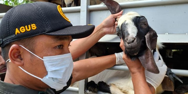 Petugas Karantina Jambi melakukan pemeriksaan dan pengawasan lalu lintas kambing dan domba di Pelabuhan Kuala Tungkal sebagai langkah antisipasi masuk dan penyebaran penyakit PPR di Provinsi Jambi. (Dok: rahmat)