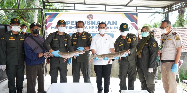 Balai Karantina Jambi saat melakukan pemusnahan ikan Sapu-Sapu dan aligator. (Dok: Balai Karantina Jambi)