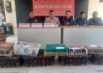 Kapolres Muaro Jambi AKBP Heri Supriawan saat menunjukkan ratusan burung hasil pengungkapan kasus perdagangan satwa dilindungi di Jalan Lintas Timur Km 32, Desa Bukit Baling, Kecamatan Sekernan. (Dok: Alpin)