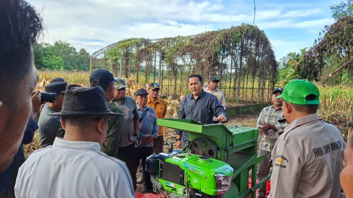 Bupati Merangin M. Syukur saat panen jagung di BBU Sungai Manau. (Dok: Rahmat)