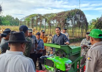 Bupati Merangin M. Syukur saat panen jagung di BBU Sungai Manau. (Dok: Rahmat)