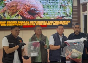 Petugas Satreskrim Polres Muaro Jambi menunjukkan barang bukti 4,79 kilogram sisik trenggiling hasil pengungkapan kasus perdagangan satwa dilindungi, dengan dua tersangka yang diamankan di wilayah Bahar Selatan saat konferensi pers di Polres Muaro Jambi. (Dok: Alpin)