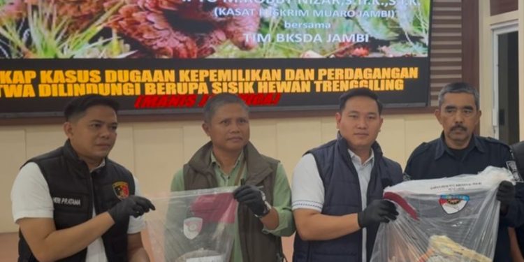 Petugas Satreskrim Polres Muaro Jambi menunjukkan barang bukti 4,79 kilogram sisik trenggiling hasil pengungkapan kasus perdagangan satwa dilindungi, dengan dua tersangka yang diamankan di wilayah Bahar Selatan saat konferensi pers di Polres Muaro Jambi. (Dok: Alpin)