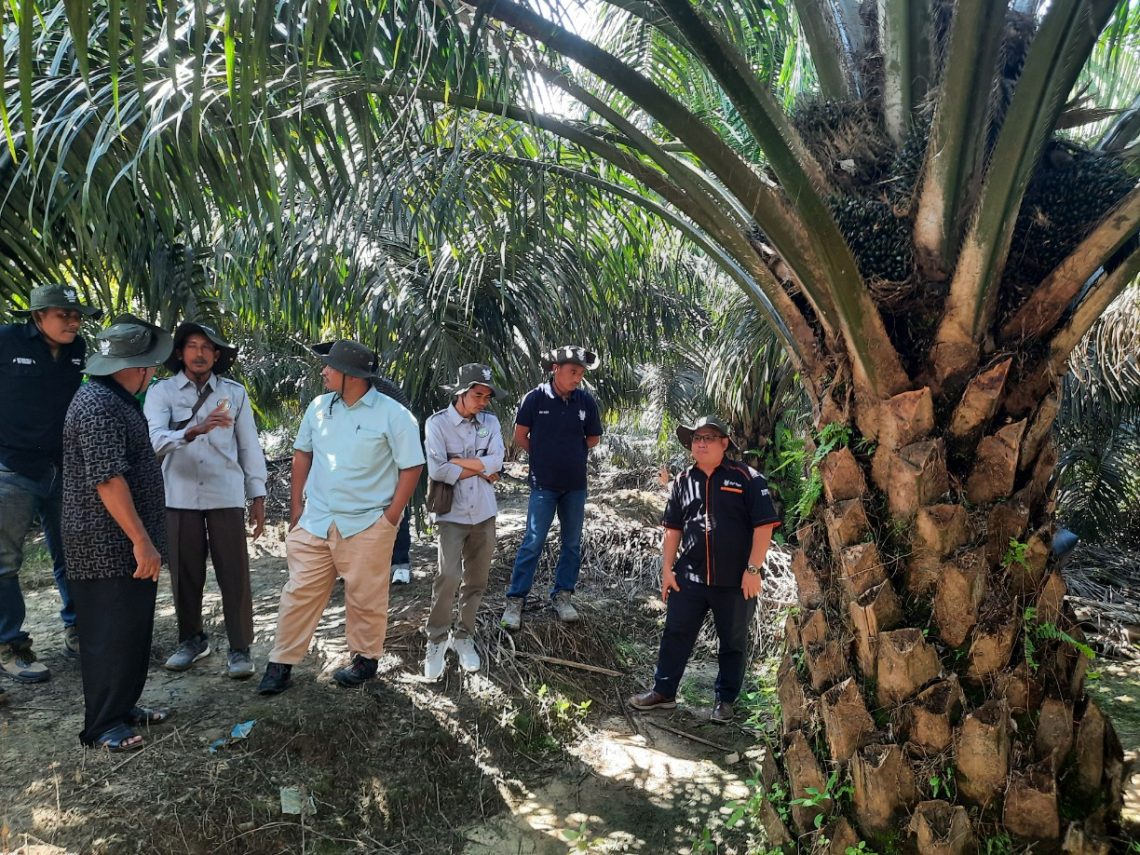 Petani mitra Asian Agri, Haji Zulkifli Sihombing, memperlihatkan kebun sawit Topaz miliknya di Merlung. (Dok: Rahmat)