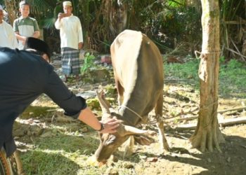 Bupati Merangin, M. Syukur, menyerahkan bantuan hewan kurban kepada masyarakat usai pelaksanaan Salat Iduladha 1447 Hijriah di Desa Durian Lecah, Kecamatan Sungai Manau. (Dok: Redaksi)