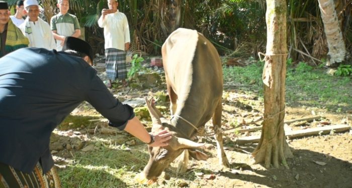 Bupati Merangin, M. Syukur, menyerahkan bantuan hewan kurban kepada masyarakat usai pelaksanaan Salat Iduladha 1447 Hijriah di Desa Durian Lecah, Kecamatan Sungai Manau. (Dok: Redaksi)