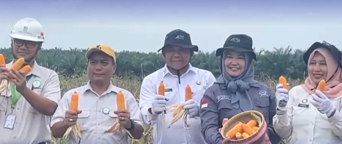 Sekda Muaro Jambi Budhi Hartono dan para tamu undangan saat mengikuti Panen Raya Jagung Serentak Kuartal II Tahun 2026 di kawasan PT Brahma Bina Bakti, Desa Suko Awin Jaya, Kecamatan Sekernan,. (Dok: Rahmat)