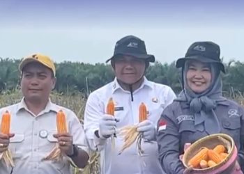 Sekda Muaro Jambi Budhi Hartono dan para tamu undangan saat mengikuti Panen Raya Jagung Serentak Kuartal II Tahun 2026 di kawasan PT Brahma Bina Bakti, Desa Suko Awin Jaya, Kecamatan Sekernan,. (Dok: Rahmat)
