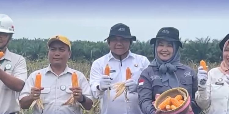 Sekda Muaro Jambi Budhi Hartono dan para tamu undangan saat mengikuti Panen Raya Jagung Serentak Kuartal II Tahun 2026 di kawasan PT Brahma Bina Bakti, Desa Suko Awin Jaya, Kecamatan Sekernan,. (Dok: Rahmat)
