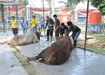 hewan kurban yang akan di sembelih di Kantor Walikota Jambi. (Dok: Redaksi)