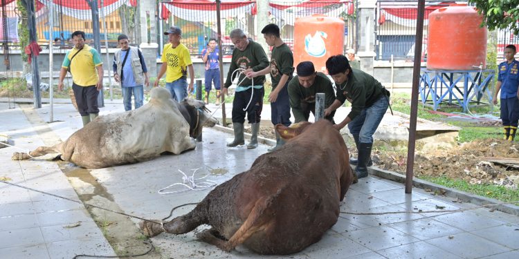 hewan kurban yang akan di sembelih di Kantor Walikota Jambi. (Dok: Redaksi)