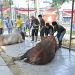 hewan kurban yang akan di sembelih di Kantor Walikota Jambi. (Dok: Redaksi)