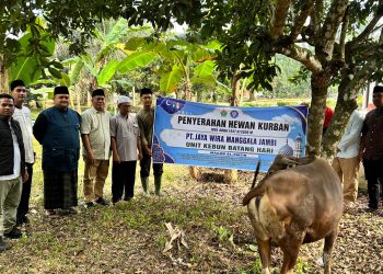 PT Jaya Wira Manggala Cabang Jambi menyerahkan satu ekor sapi qurban kepada Pengurus Masjid Al Faizin, Kecamatan Jaluko, Kabupaten Muaro Jambi. (Dok: Alpin)