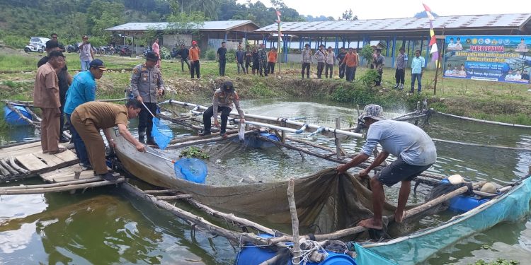 pemanfaatan lahan eks tambang oleh Polsek tabir Ulu menjadi kolam ikan dan lahan pertanian produktif di wilayah Tabir Ulu, Kabupaten Merangin, Jambi. (Dok: Humas Polda Jambi)