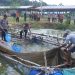 pemanfaatan lahan eks tambang oleh Polsek tabir Ulu menjadi kolam ikan dan lahan pertanian produktif di wilayah Tabir Ulu, Kabupaten Merangin, Jambi. (Dok: Humas Polda Jambi)
