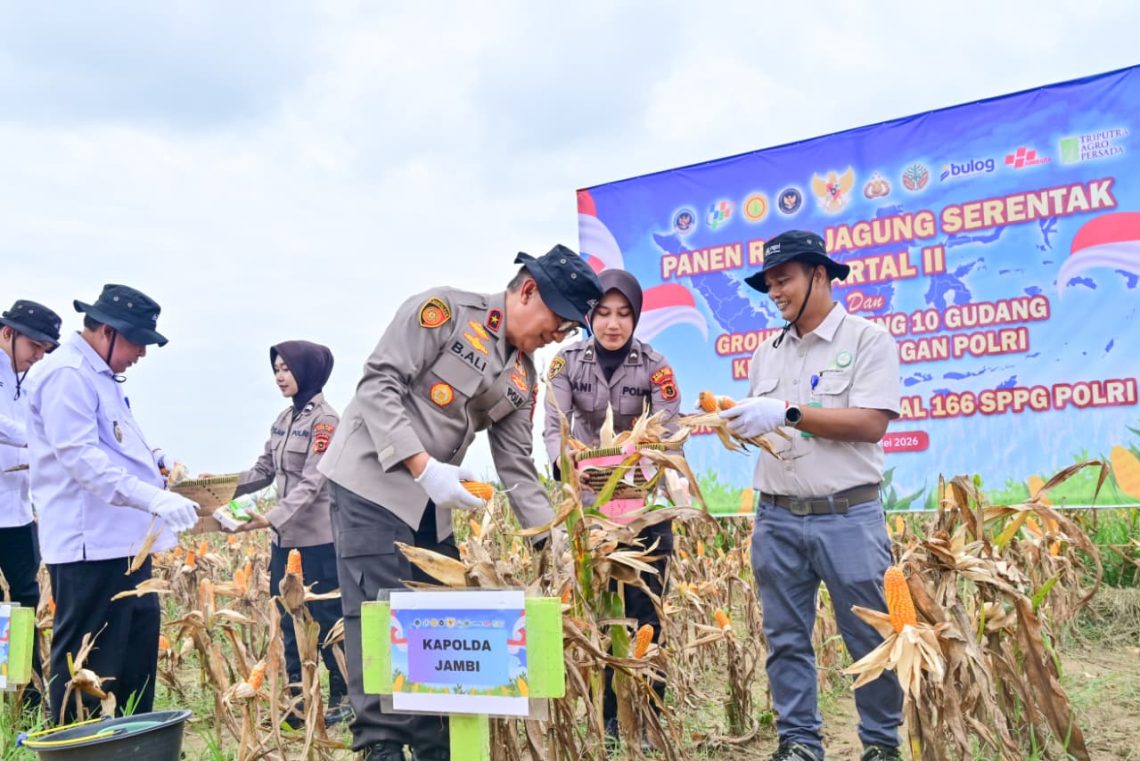 Wakapolda Jambi Brigjen Pol. B. Ali bersama unsur Forkopimda melakukan panen raya jagung serentak Kuartal II Tahun 2026 di lahan PT Brahma Bina Bakti, Desa Suko Awin Jaya, Muaro Jambi, Sabtu (16/5/2026). (Dok: Alpin)