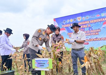 Wakapolda Jambi Brigjen Pol. B. Ali bersama unsur Forkopimda melakukan panen raya jagung serentak Kuartal II Tahun 2026 di lahan PT Brahma Bina Bakti, Desa Suko Awin Jaya, Muaro Jambi, Sabtu (16/5/2026). (Dok: Alpin)