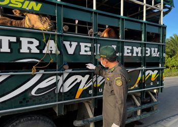 Petugas Karantina Jambi melakukan pemeriksaan kesehatan hewan ternak yang melintas melalui Pelabuhan Kuala Tungkal menjelang Iduladha 1447 Hijriah. (Dok: Rahmat)