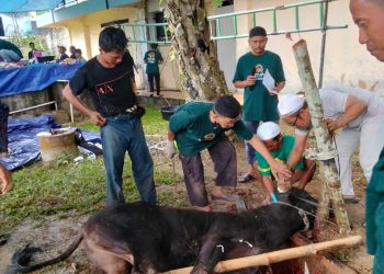 Manajemen dan karyawan PTPN IV Regional IV Jambi-Sumbar melaksanakan pemotongan hewan kurban sebanyak 7 ekor sapi dan 3 kambing usai Sholat Iduladha 1447 H di Region Office PTPN IV Regional IV, Rabu (27/5/2026). (Dok: Rahmat)