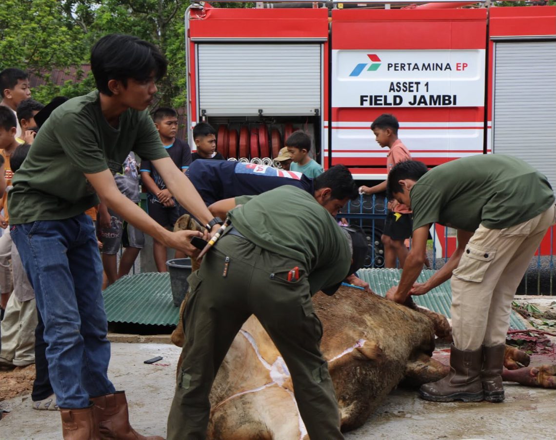 Petugas dan pekerja Pertamina EP Asset 1 Field Jambi melaksanakan proses pemotongan hewan kurban pada perayaan Iduladha 1447 Hijriah di lingkungan operasional perusahaan, Jambi. (Dok: Alpin)