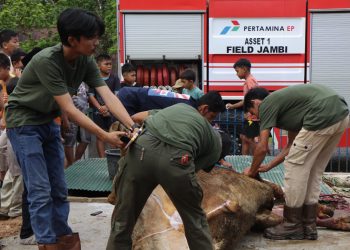 Petugas dan pekerja Pertamina EP Asset 1 Field Jambi  melaksanakan proses pemotongan hewan kurban pada perayaan Iduladha 1447 Hijriah di lingkungan operasional perusahaan, Jambi. (Dok: Alpin)
