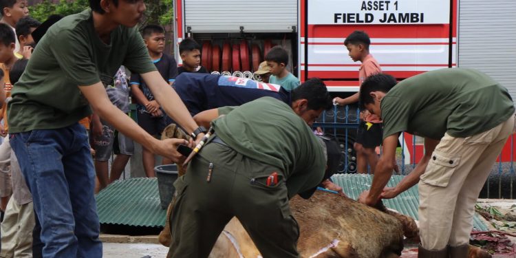 Petugas dan pekerja Pertamina EP Asset 1 Field Jambi  melaksanakan proses pemotongan hewan kurban pada perayaan Iduladha 1447 Hijriah di lingkungan operasional perusahaan, Jambi. (Dok: Alpin)