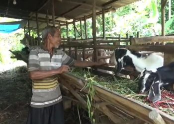 Peternak kambing di Desa Solok, Kecamatan Kumpeh Ulu, Muaro Jambi, menunjukkan hewan kurban yang dijual menjelang Hari Raya Idul Adha. (Dok: Rudi)