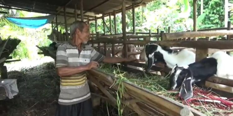 Peternak kambing di Desa Solok, Kecamatan Kumpeh Ulu, Muaro Jambi, menunjukkan hewan kurban yang dijual menjelang Hari Raya Idul Adha. (Dok: Rudi)