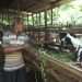 Peternak kambing di Desa Solok, Kecamatan Kumpeh Ulu, Muaro Jambi, menunjukkan hewan kurban yang dijual menjelang Hari Raya Idul Adha. (Dok: Rudi)