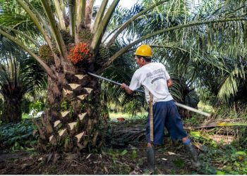 Aktivitas petani saat memanen tandan buah segar (TBS) kelapa sawit di perkebunan wilayah Jambi. (Dok: Redaksi)