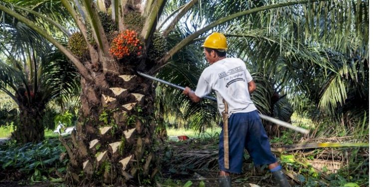 Aktivitas petani saat memanen tandan buah segar (TBS) kelapa sawit di perkebunan wilayah Jambi. (Dok: Redaksi)