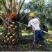 Aktivitas petani saat memanen tandan buah segar (TBS) kelapa sawit di perkebunan wilayah Jambi. (Dok: Redaksi)