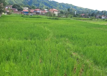 salah satu lahan pertanian sawah di Jambi. (Dok: Redaksi)