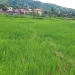 salah satu lahan pertanian sawah di Jambi. (Dok: Redaksi)