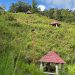 Kondisi kawasan wisata Bukit Khayangan di Kota Sungai Penuh terlihat kurang terawat dengan semak belukar yang mulai menutupi sejumlah area dan fasilitas pendukung wisata. (Dok: Alpin)