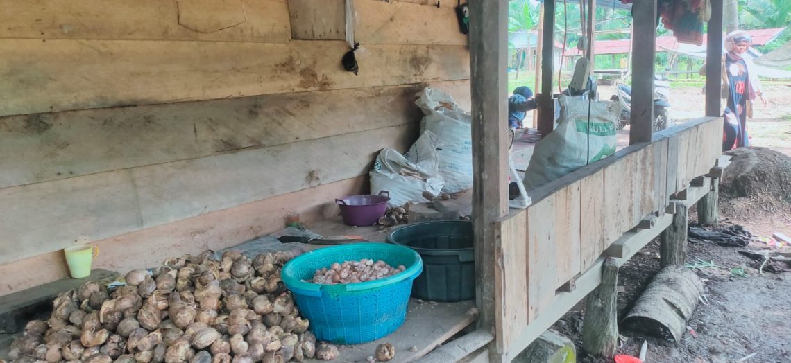 Petani menunjukkan hasil panen pinang di Kecamatan Muara Sabak Barat, Kabupaten Tanjung Jabung Timur. (Dok: Rahmat)