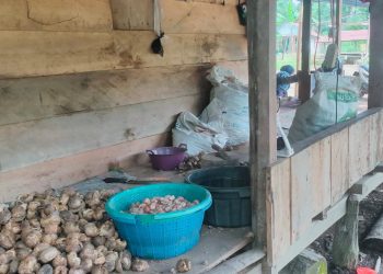 Petani menunjukkan hasil panen pinang di Kecamatan Muara Sabak Barat, Kabupaten Tanjung Jabung Timur. (Dok: Rahmat)