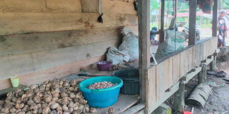 Petani menunjukkan hasil panen pinang di Kecamatan Muara Sabak Barat, Kabupaten Tanjung Jabung Timur. (Dok: Rahmat)
